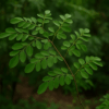 Top 7 des plantes médicinales africaines que vous devez avoir chez vous